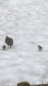 雪面の親子