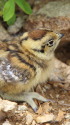 横通岳のチビ雷鳥4