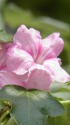 シャンプーの木の花