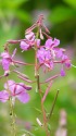 高山の花・ヤナギラン