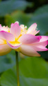 花はす公園