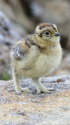 笠ヶ岳のチビ雷鳥