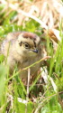 笠ヶ岳のチビ雷鳥3