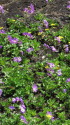 紫の花