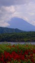 西湖より望む夏の富士