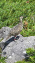 白馬乗鞍岳のママ雷鳥
