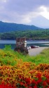 西湖・夏の風景