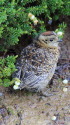継子岳のチビ雷鳥3