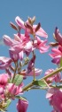 萩の花