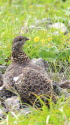 白馬岳のママ雷鳥