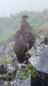 爺ヶ岳の雄雷鳥