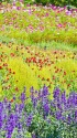 御岳ロープウェイ山麓駅お花畑
