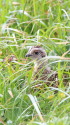 白馬岳のチビ雷鳥2
