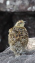 白馬大池のチビ雷鳥3