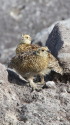 白馬大池のチビ雷鳥4