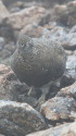 大天井岳の雄雷鳥