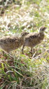 白馬大池のチビ雷鳥5