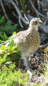 仙丈ヶ岳のチビ雷鳥