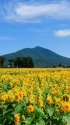 筑波山と八重ひまわり
