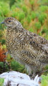 大天井岳のチビ雷鳥