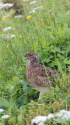 大天井岳のチビ雷鳥2
