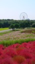 真っ赤なコキアとコスモスの風景