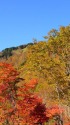 眩い紅葉1