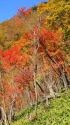 眩い紅葉2