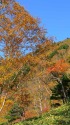 紅葉の山1