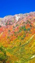 岐阜県白山公園線の紅葉