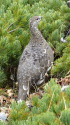 爺ヶ岳の雄雷鳥7