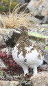 鹿島槍ヶ岳のチビ雷鳥
