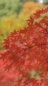 色深まる紅葉
