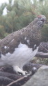 爺ヶ岳の吠える雄雷鳥