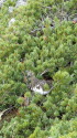 爺ヶ岳のチビ雷鳥