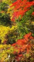 紅葉の御岳渓谷