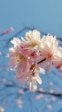 冬桜(十月桜)