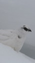 燕山荘の白雷鳥