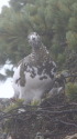 爺ヶ岳の雌雷鳥2