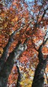 ブナの紅葉