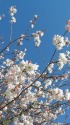 満開になった十月桜