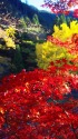 渓流ともみじ
