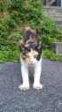 三毛猫ちゃん