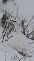 燕岳の白雷鳥2