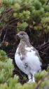 爺ヶ岳のチビ雷鳥2