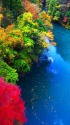 奥多摩・数馬渓谷の紅葉