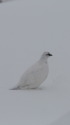 燕山荘の白雷鳥2