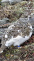仙丈ヶ岳のチビ雷鳥9