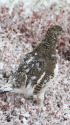 横通岳のママ雷鳥3