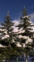 クリスマスツリーになった街路樹
